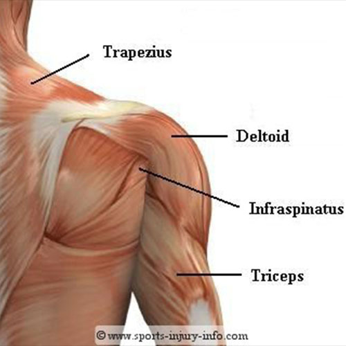 Clinical Shoulder | Shoulder Pain