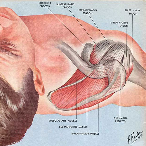 Rotator Cuff | Shoulder Pain